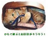 上野さんちのチャッピー